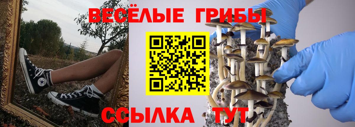 Псилоцибиновые грибы Psilocybe Сатка